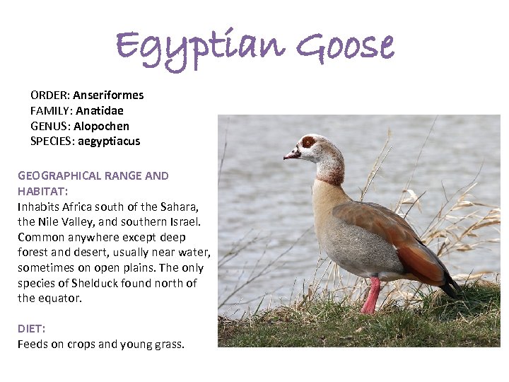 Egyptian Goose ORDER: Anseriformes FAMILY: Anatidae GENUS: Alopochen SPECIES: aegyptiacus GEOGRAPHICAL RANGE AND HABITAT: