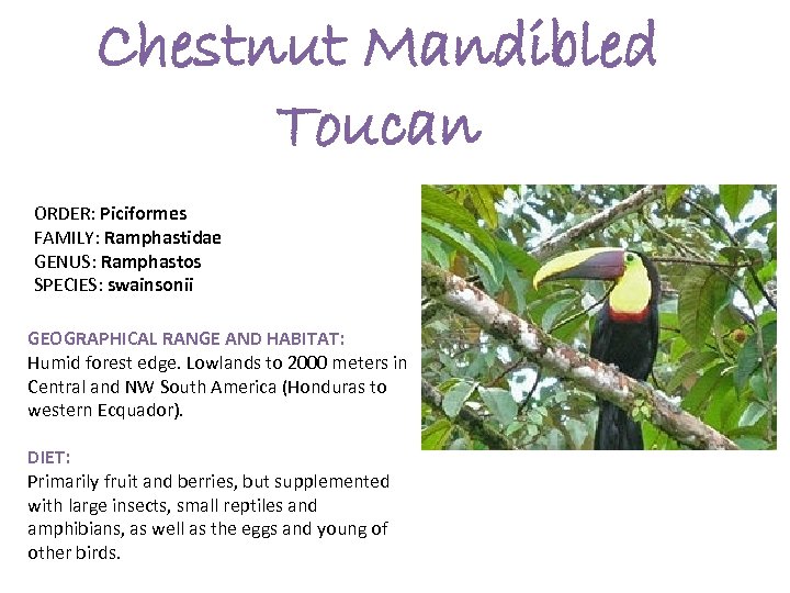 Chestnut Mandibled Toucan ORDER: Piciformes FAMILY: Ramphastidae GENUS: Ramphastos SPECIES: swainsonii GEOGRAPHICAL RANGE AND