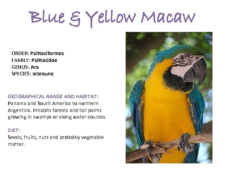 Blue & Yellow Macaw ORDER: Psittaciformes FAMILY: Psittacidae GENUS: Ara SPECIES: ararauna GEOGRAPHICAL RANGE
