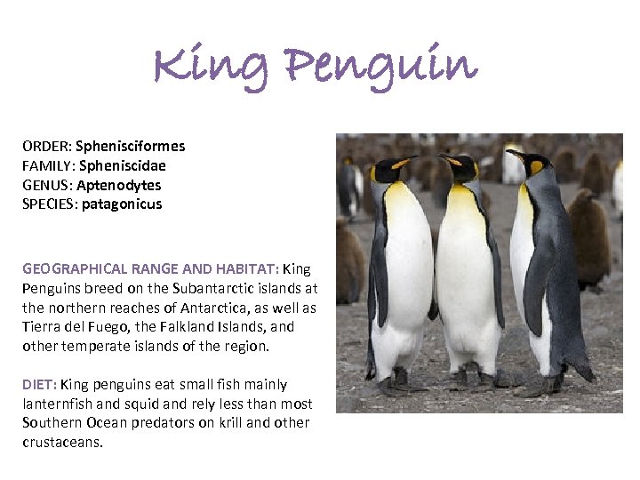 King Penguin ORDER: Sphenisciformes FAMILY: Spheniscidae GENUS: Aptenodytes SPECIES: patagonicus GEOGRAPHICAL RANGE AND HABITAT: