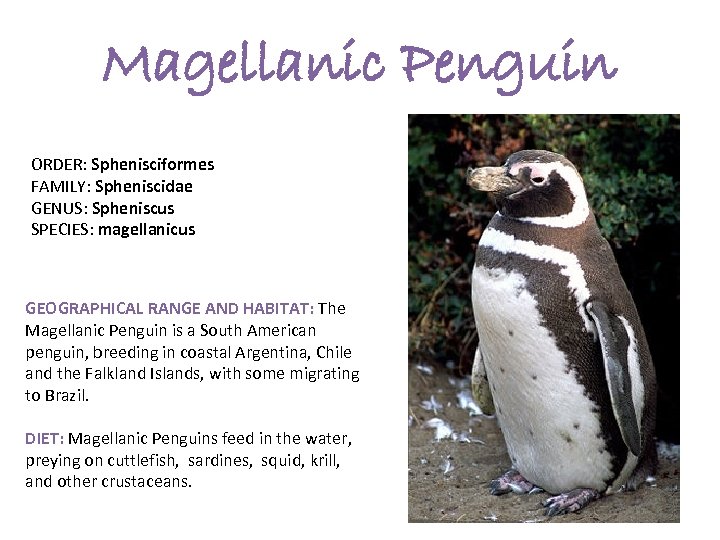 Magellanic Penguin ORDER: Sphenisciformes FAMILY: Spheniscidae GENUS: Spheniscus SPECIES: magellanicus GEOGRAPHICAL RANGE AND HABITAT: