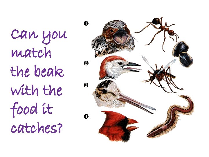 Can you match the beak with the food it catches? 