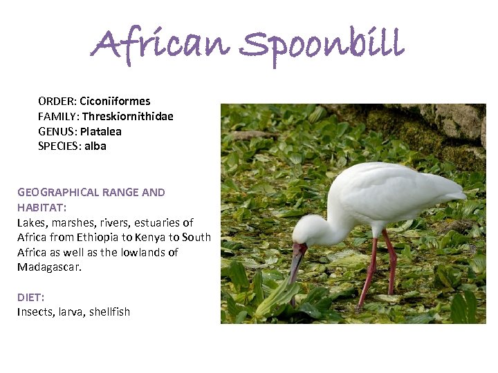 African Spoonbill ORDER: Ciconiiformes FAMILY: Threskiornithidae GENUS: Platalea SPECIES: alba GEOGRAPHICAL RANGE AND HABITAT: