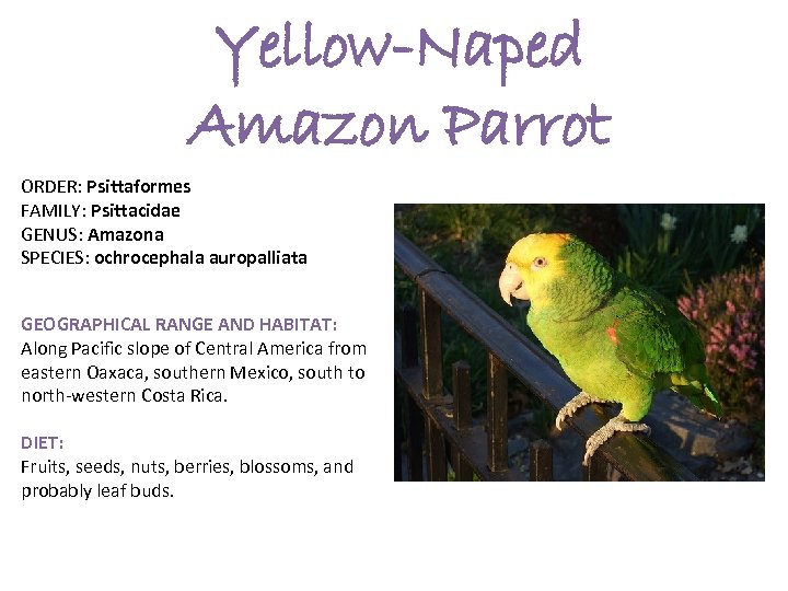 Yellow-Naped Amazon Parrot ORDER: Psittaformes FAMILY: Psittacidae GENUS: Amazona SPECIES: ochrocephala auropalliata GEOGRAPHICAL RANGE