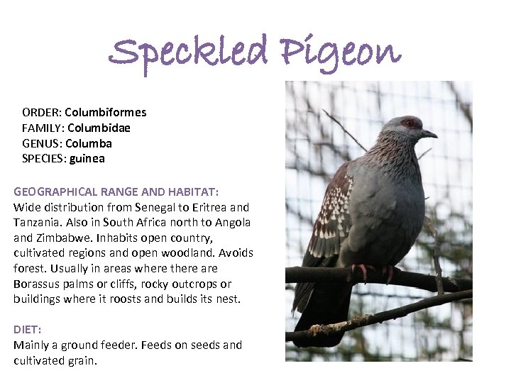 Speckled Pigeon ORDER: Columbiformes FAMILY: Columbidae GENUS: Columba SPECIES: guinea GEOGRAPHICAL RANGE AND HABITAT: