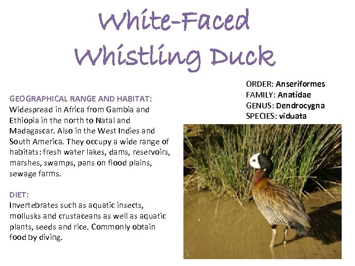 White-Faced Whistling Duck GEOGRAPHICAL RANGE AND HABITAT: Widespread in Africa from Gambia and Ethiopia