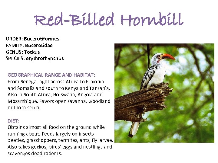 Red-Billed Hornbill ORDER: Bucerotiformes FAMILY: Bucerotidae GENUS: Tockus SPECIES: erythrorhynchus GEOGRAPHICAL RANGE AND HABITAT: