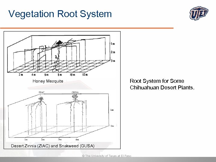 Vegetation Root System for Some Chihuahuan Desert Plants. Honey Mesquite Desert Zinnia (ZIAC) and