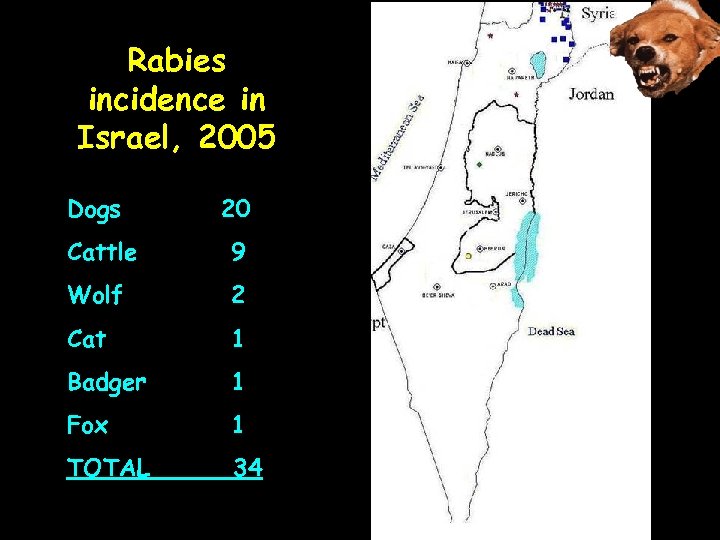 Rabies incidence in Israel, 2005 Dogs 20 Cattle 9 Wolf 2 Cat 1 Badger