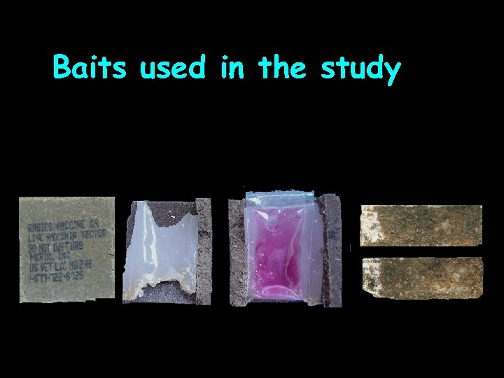 Baits used in the study 