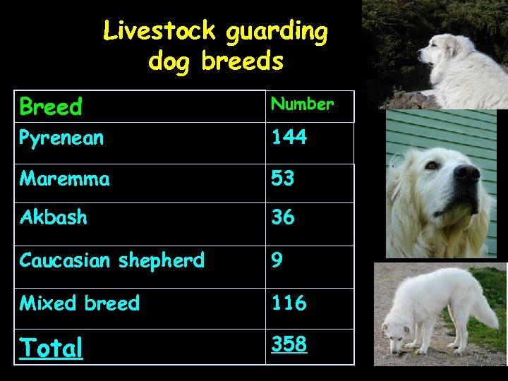 Livestock guarding dog breeds Breed Number Pyrenean 144 Maremma 53 Akbash 36 Caucasian shepherd