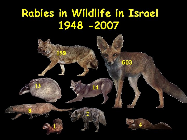 Rabies in Wildlife in Israel 1948 -2007 159 603 13 14 8 2 1