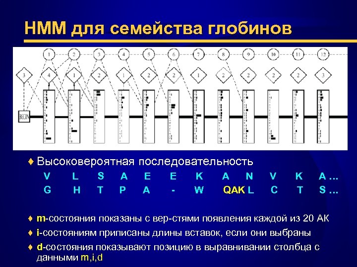 HMM для семейства глобинов ♦ Высоковероятная последовательность V G L H S T A