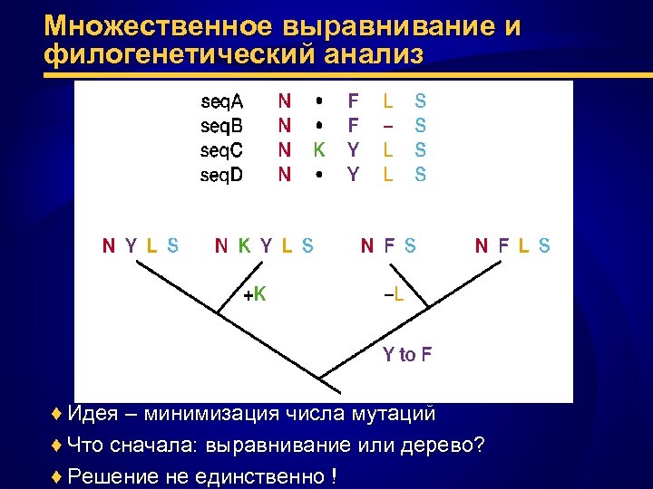 Множественное выравнивание и филогенетический анализ ♦ Идея – минимизация числа мутаций ♦ Что сначала: