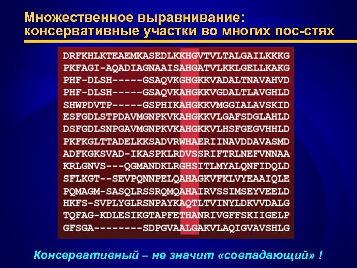 Множественное выравнивание: консервативные участки во многих пос-стях Консервативный – не значит «совпадающий» ! 