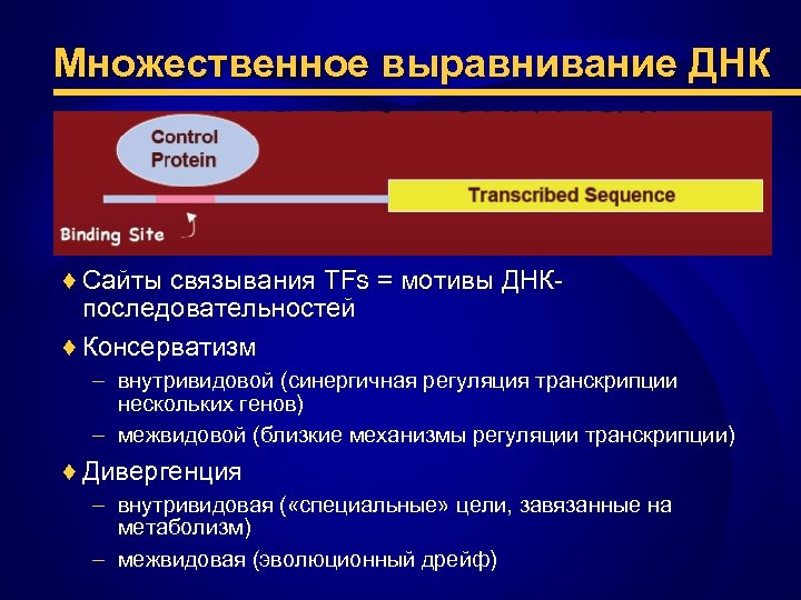 Множественное выравнивание ДНК ♦ Сайты связывания TFs = мотивы ДНКпоследовательностей ♦ Консерватизм – внутривидовой