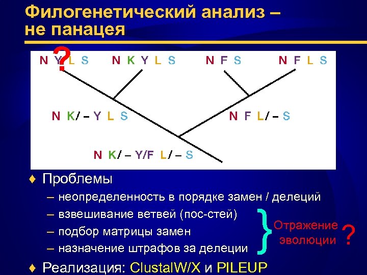 Филогенетический анализ – не панацея ? ♦ Проблемы – – неопределенность в порядке замен