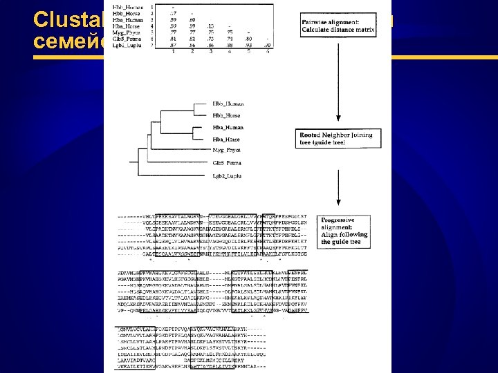 Clustal. W: пример выравнивания семейства глобинов 