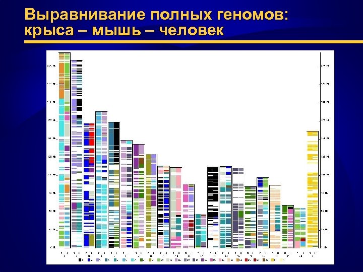 Выравнивание полных геномов: крыса – мышь – человек 