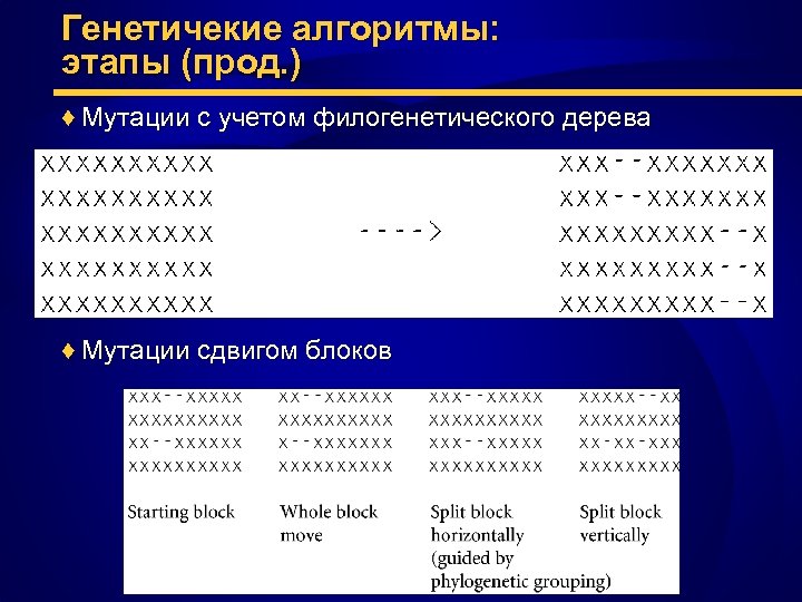 Генетичекие алгоритмы: этапы (прод. ) ♦ Мутации с учетом филогенетического дерева ♦ Мутации сдвигом