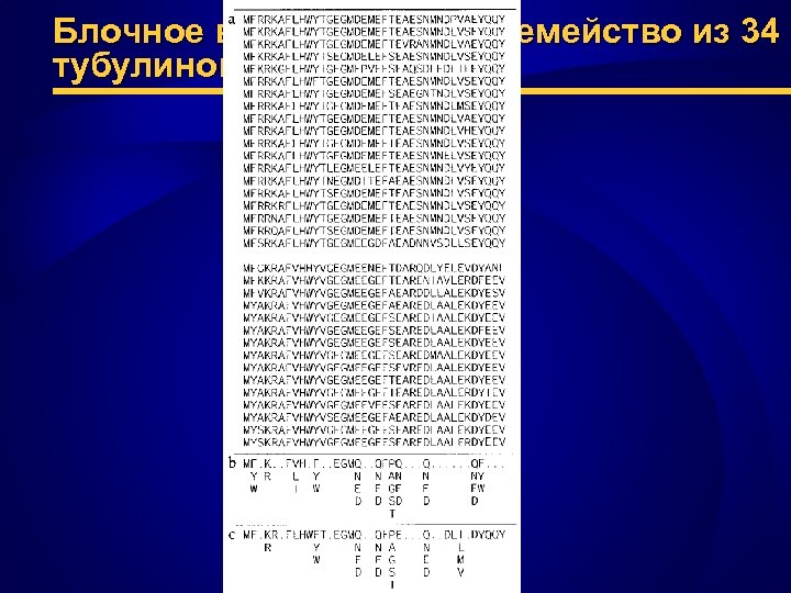 Блочное выравнивание: семейство из 34 тубулиновых белков 