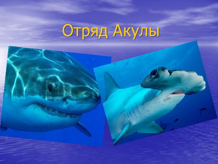 Отряд Акулы 