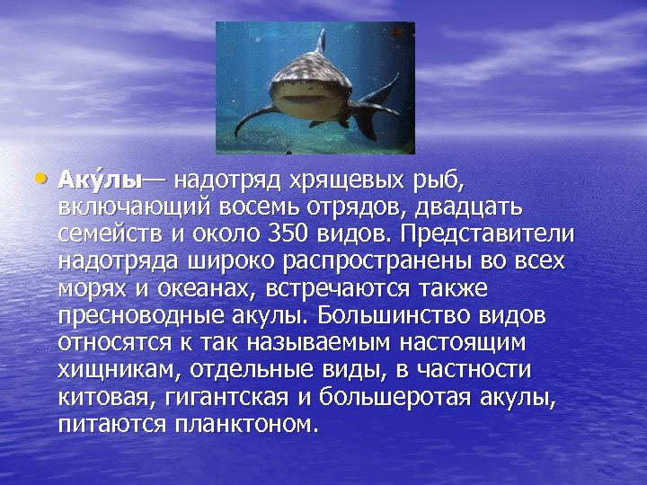  • Аку лы— надотряд хрящевых рыб, включающий восемь отрядов, двадцать семейств и около