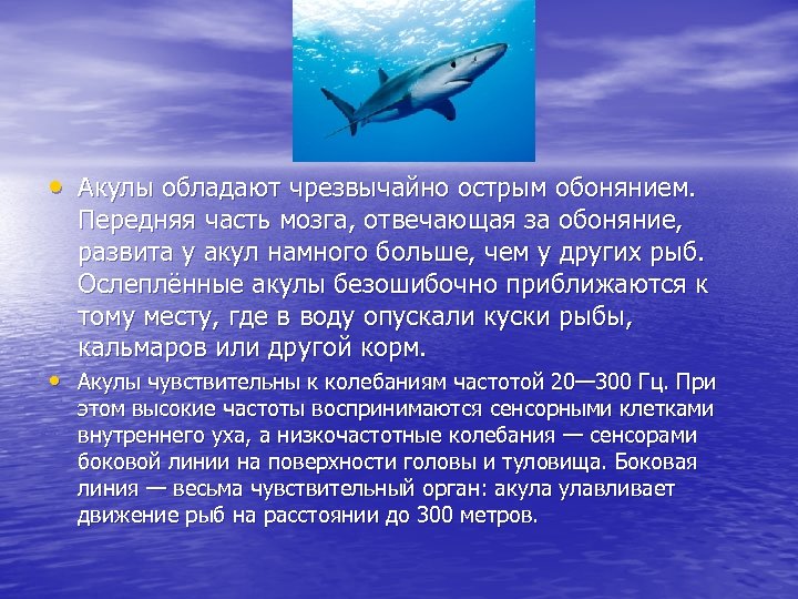  • Акулы обладают чрезвычайно острым обонянием. Передняя часть мозга, отвечающая за обоняние, развита