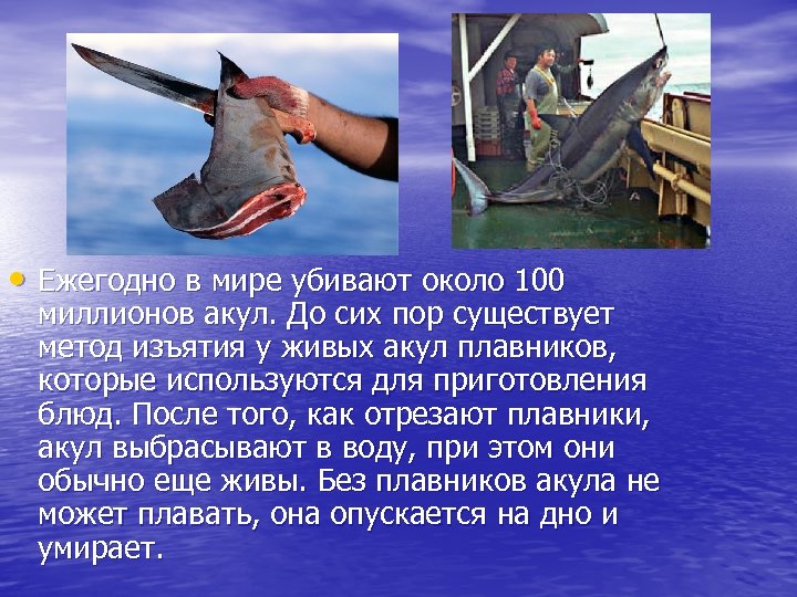  • Ежегодно в мире убивают около 100 миллионов акул. До сих пор существует