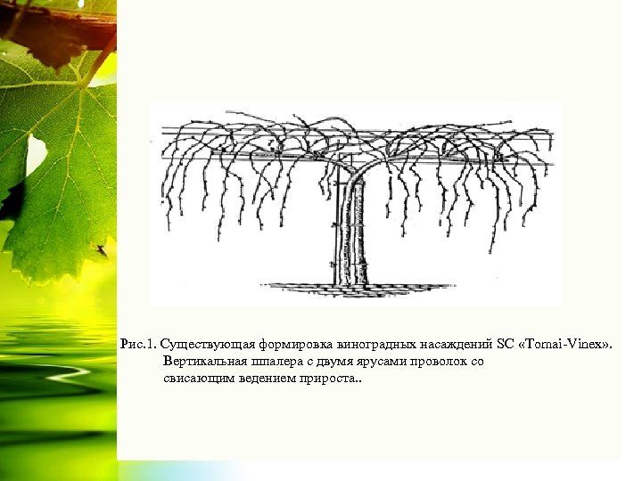 Рис. 1. Существующая формировка виноградных насаждений SC «Tomai-Vinex» . Вертикальная шпалера с двумя ярусами