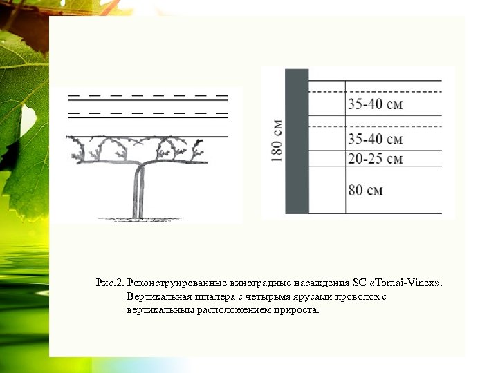 Рис. 2. Реконструированные виноградные насаждения SC «Tomai-Vinex» . Вертикальная шпалера с четырьмя ярусами проволок