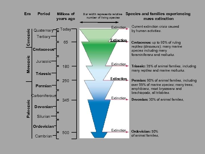 Era Period Millions of Cenozoic years ago Quaternary Today Tertiary 65 Bar width represents