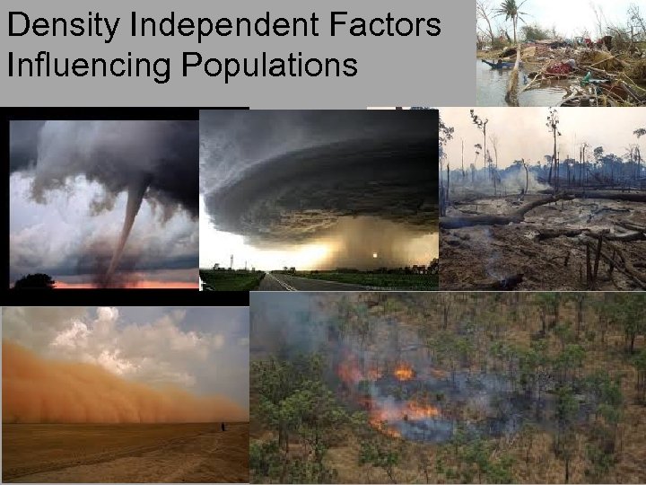 Density Independent Factors Influencing Populations 