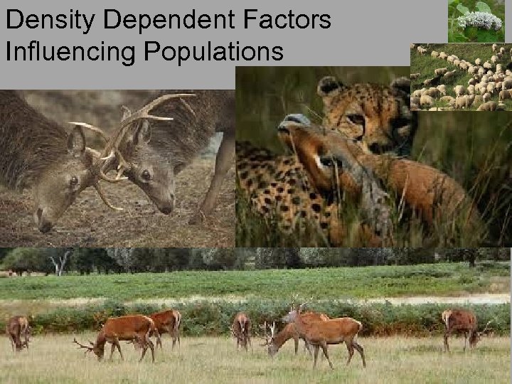 Density Dependent Factors Influencing Populations 