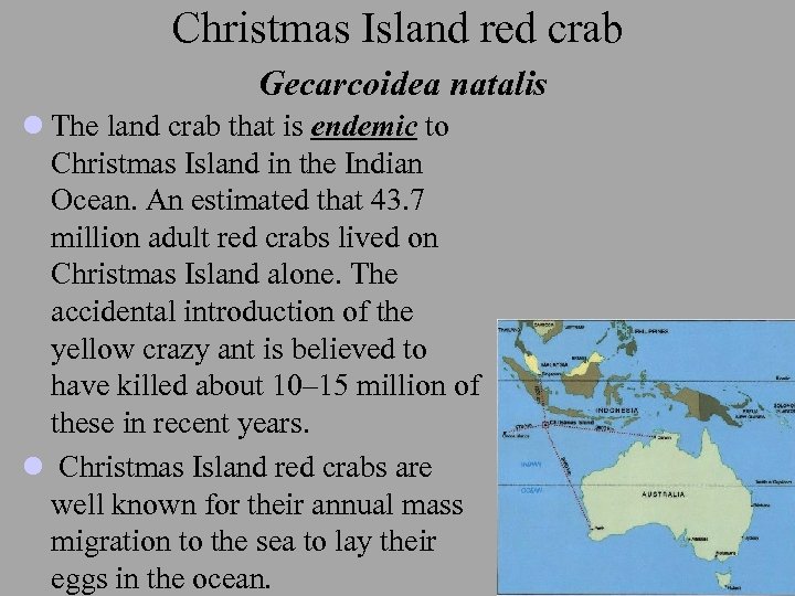 Christmas Island red crab Gecarcoidea natalis l The land crab that is endemic to