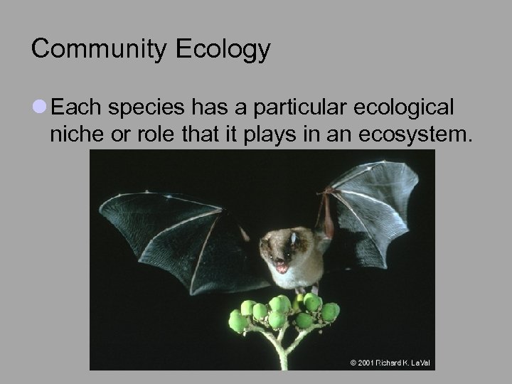 Community Ecology l Each species has a particular ecological niche or role that it