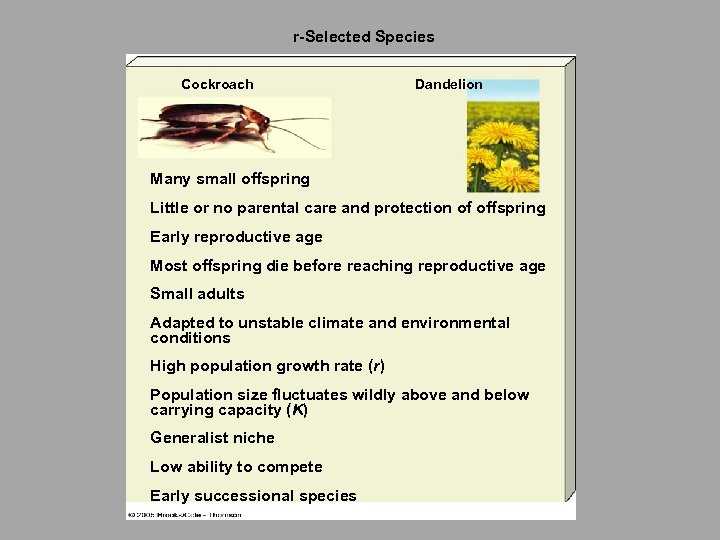 r-Selected Species Cockroach Dandelion Many small offspring Little or no parental care and protection