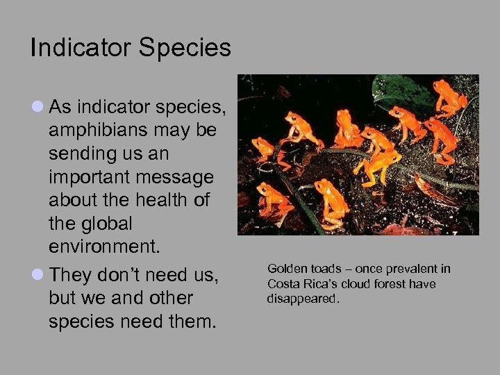 Indicator Species l As indicator species, amphibians may be sending us an important message