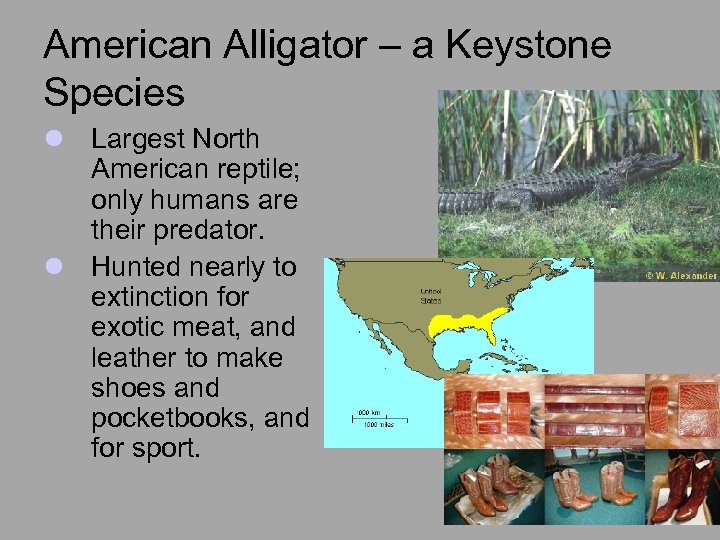 American Alligator – a Keystone Species l Largest North American reptile; only humans are