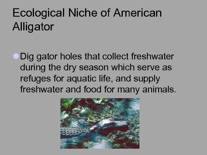 Ecological Niche of American Alligator l Dig gator holes that collect freshwater during the