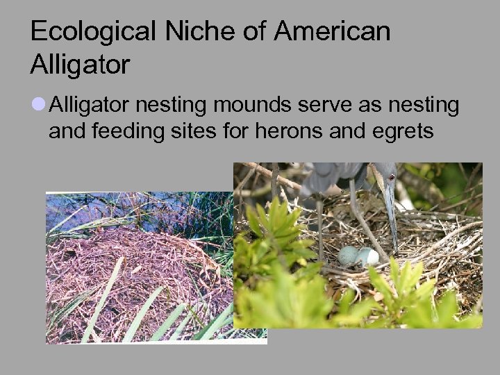 Ecological Niche of American Alligator l Alligator nesting mounds serve as nesting and feeding