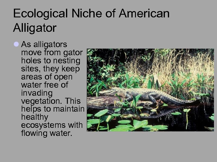 Ecological Niche of American Alligator l As alligators move from gator holes to nesting