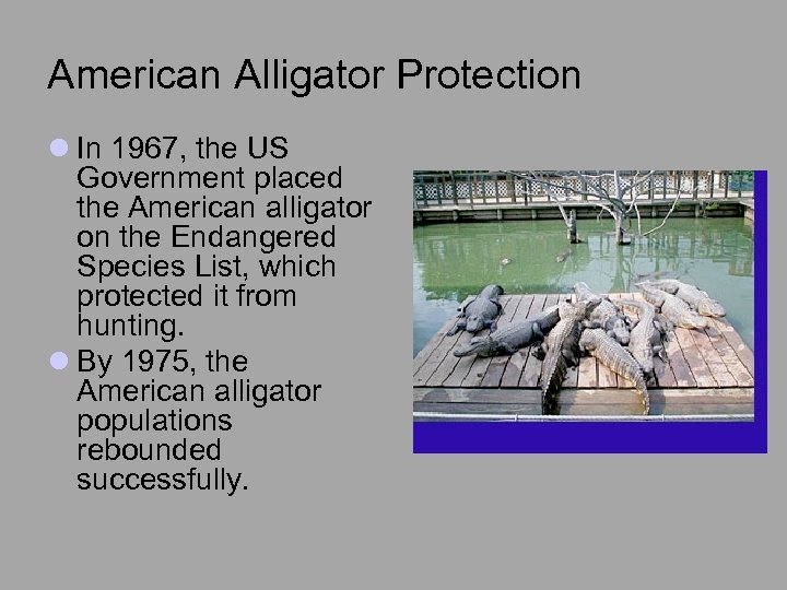 American Alligator Protection l In 1967, the US Government placed the American alligator on