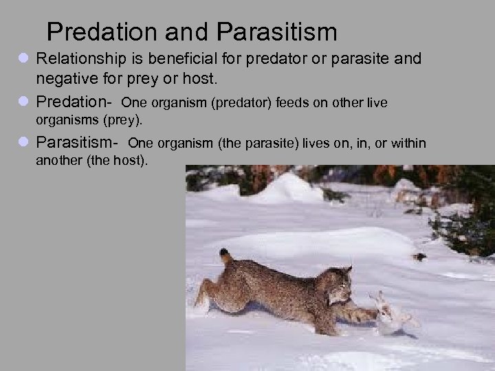 Predation and Parasitism l Relationship is beneficial for predator or parasite and negative for