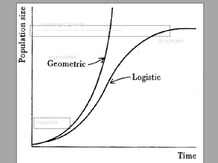 Carrying Capacity -------------------------K-species exponential r-species 