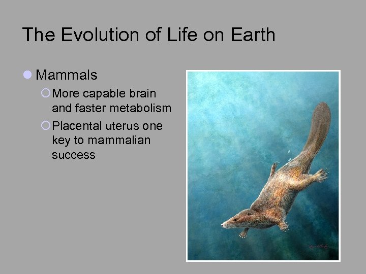 The Evolution of Life on Earth l Mammals ¡More capable brain and faster metabolism