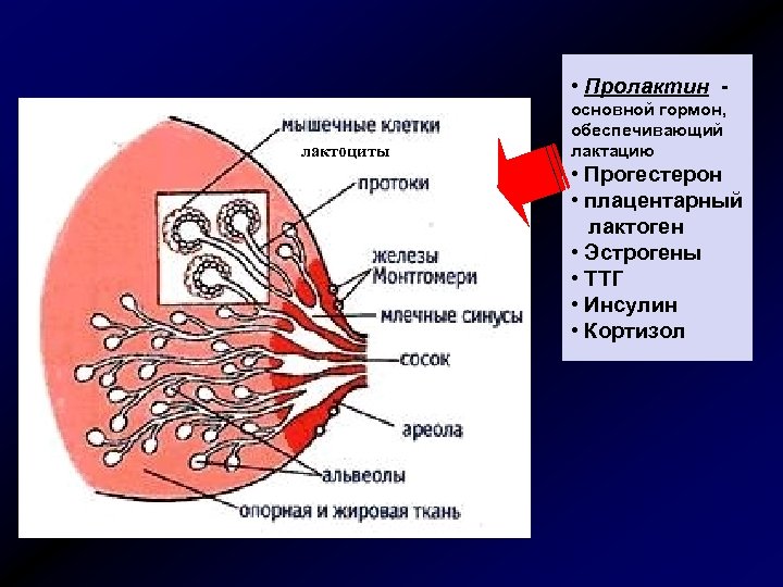  • Пролактин лактоциты основной гормон, обеспечивающий лактацию • Прогестерон • плацентарный лактоген •