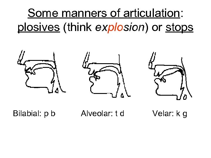 Some manners of articulation: plosives (think explosion) or stops Bilabial: p b Alveolar: t
