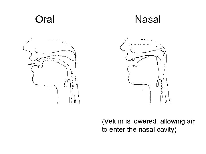 Oral Nasal (Velum is lowered, allowing air to enter the nasal cavity) 