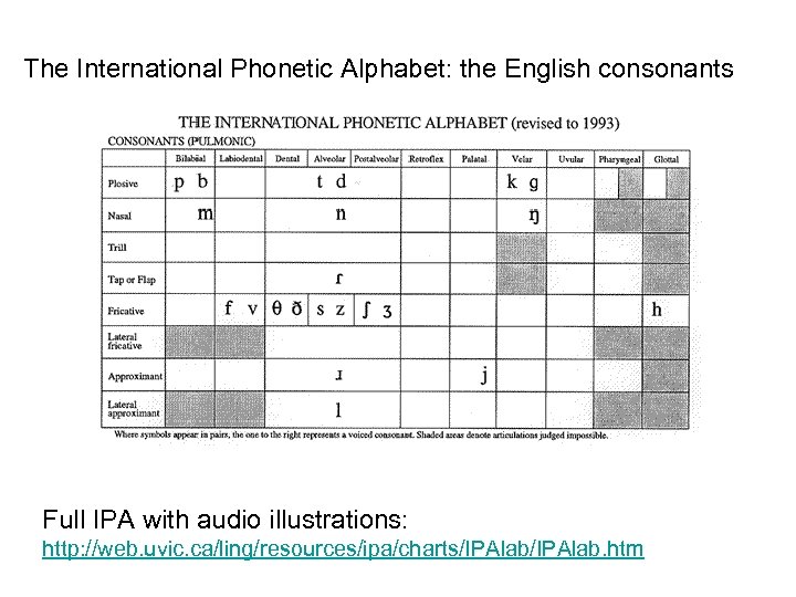 The International Phonetic Alphabet: the English consonants Full IPA with audio illustrations: http: //web.